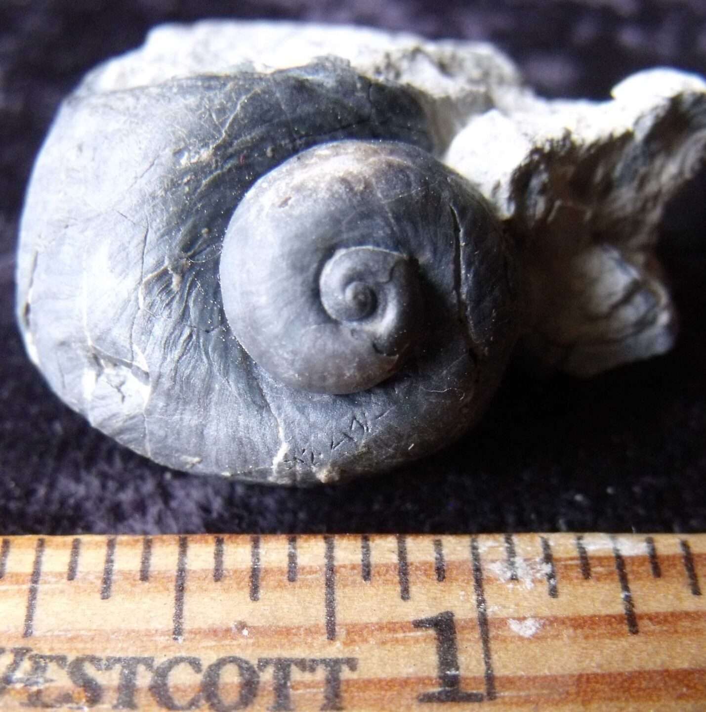 Naticonema Fossil Gastropod