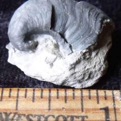Fossil Platyceras Gastropod
