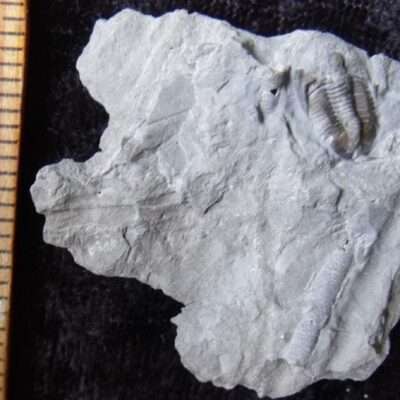 Radnoria Trilobite Partial