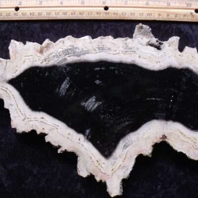 Fossil Petrified Wood Slab