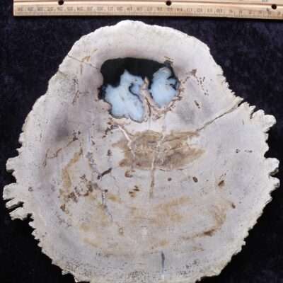 Large Round Petrified Wood