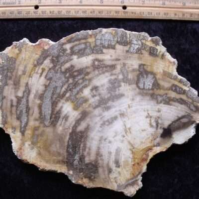 Petrified Tree Slice