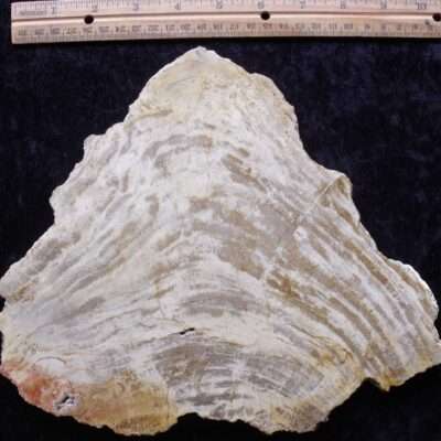 Odd Shape Petrified Wood