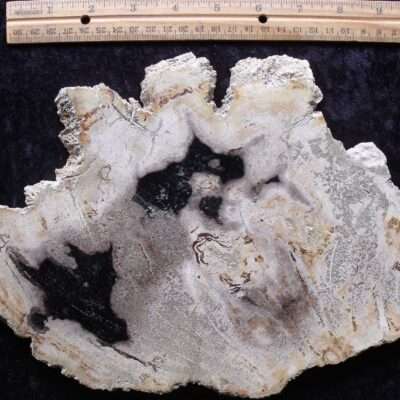 Unique Shaped Petrified Wood