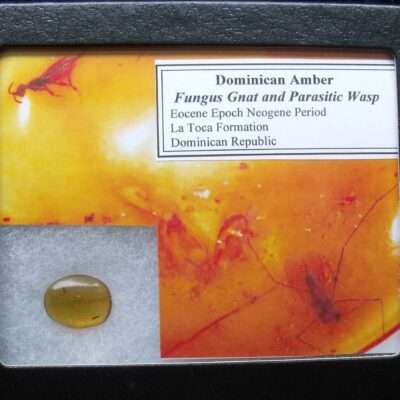 Gnat and Parasitic Wasp