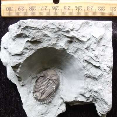 Devonian Greenops Trilobite