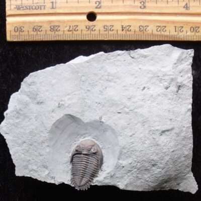 Fossil Greenops Widderensis