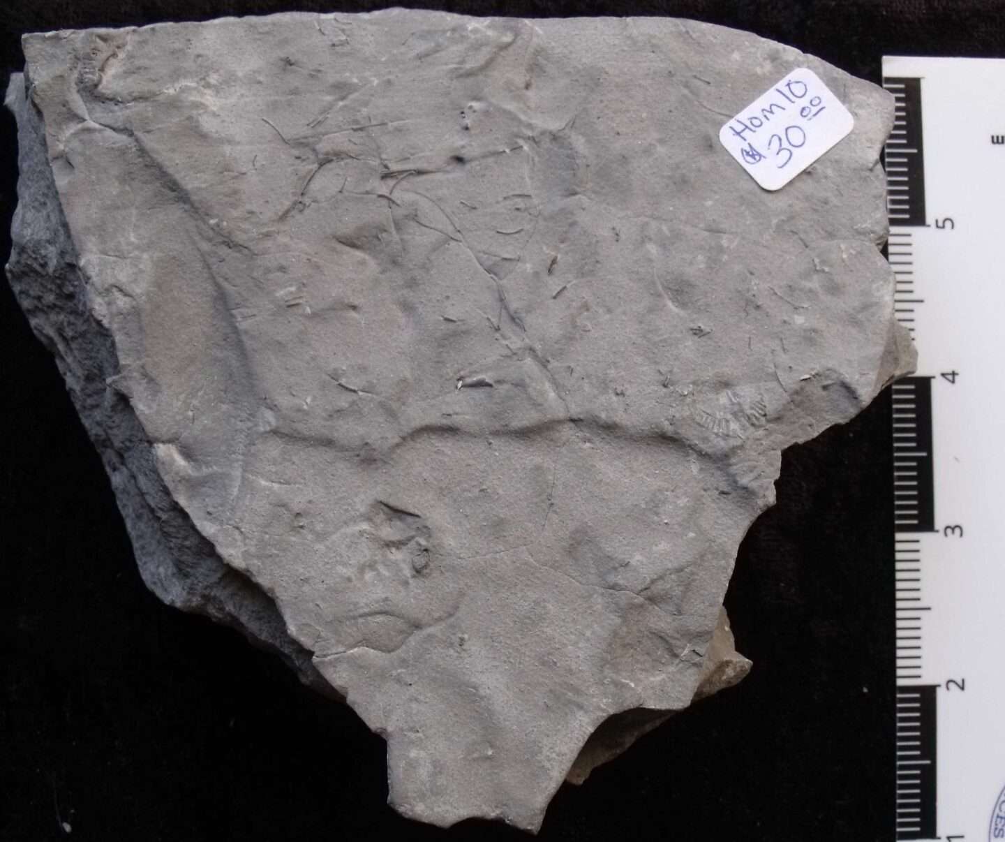 Tiny Silurian Fossil Crinoid - Image 3