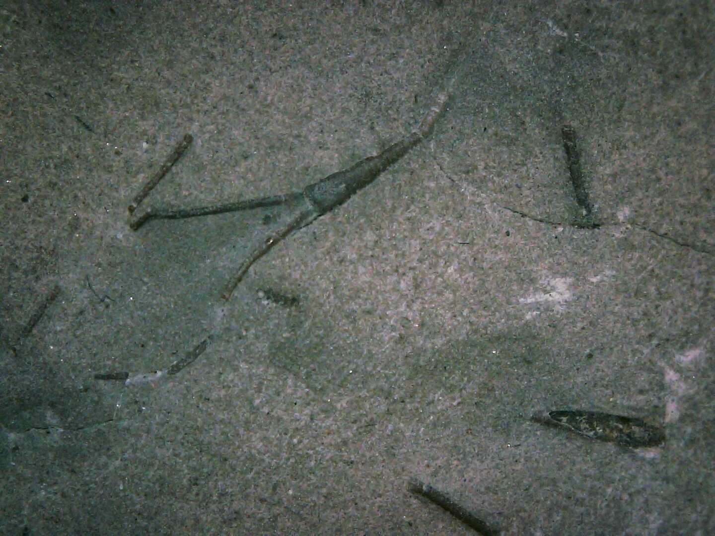 Tiny Silurian Fossil Crinoid - Image 2