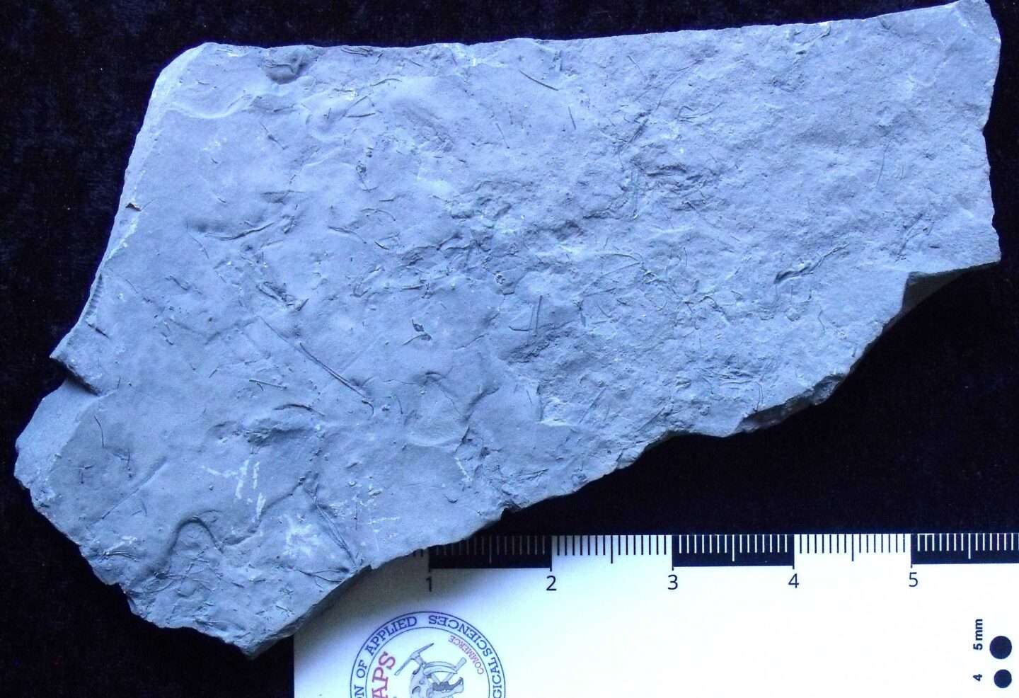 Homocrinus Fossil Crinoid Plate - Image 2