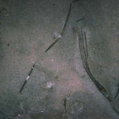 Homocrinus Fossil Crinoid Plate