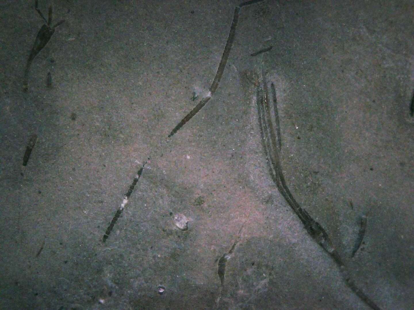 Homocrinus Fossil Crinoid Plate
