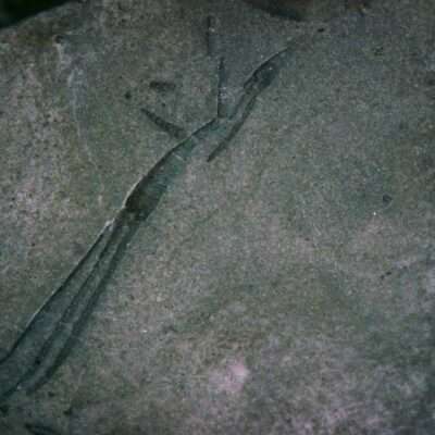 Silurian Homocrinus Crinoid
