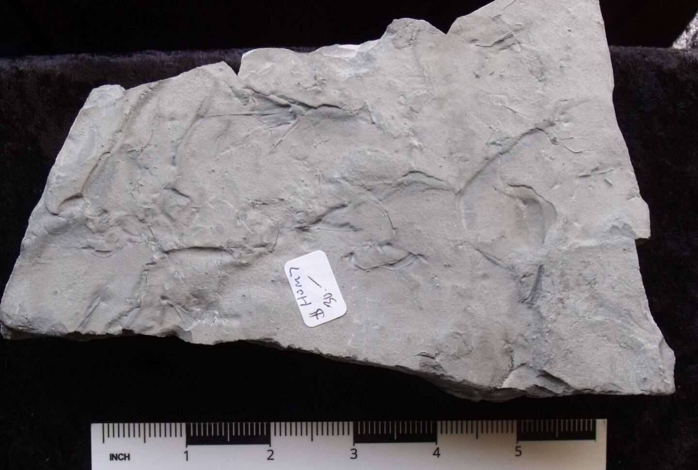 Silurian Fossil Crinoid - Image 3