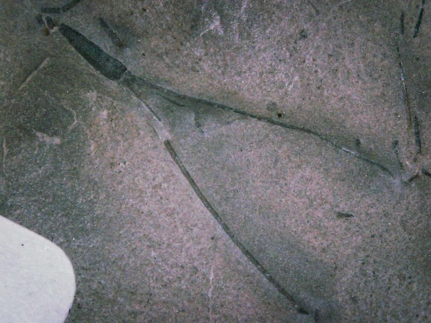 Silurian Fossil Crinoid - Image 2