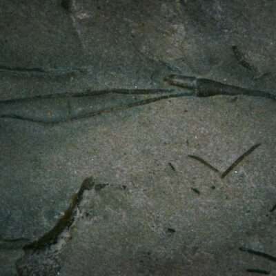 Homocrinus parvus Fossil Crinoid