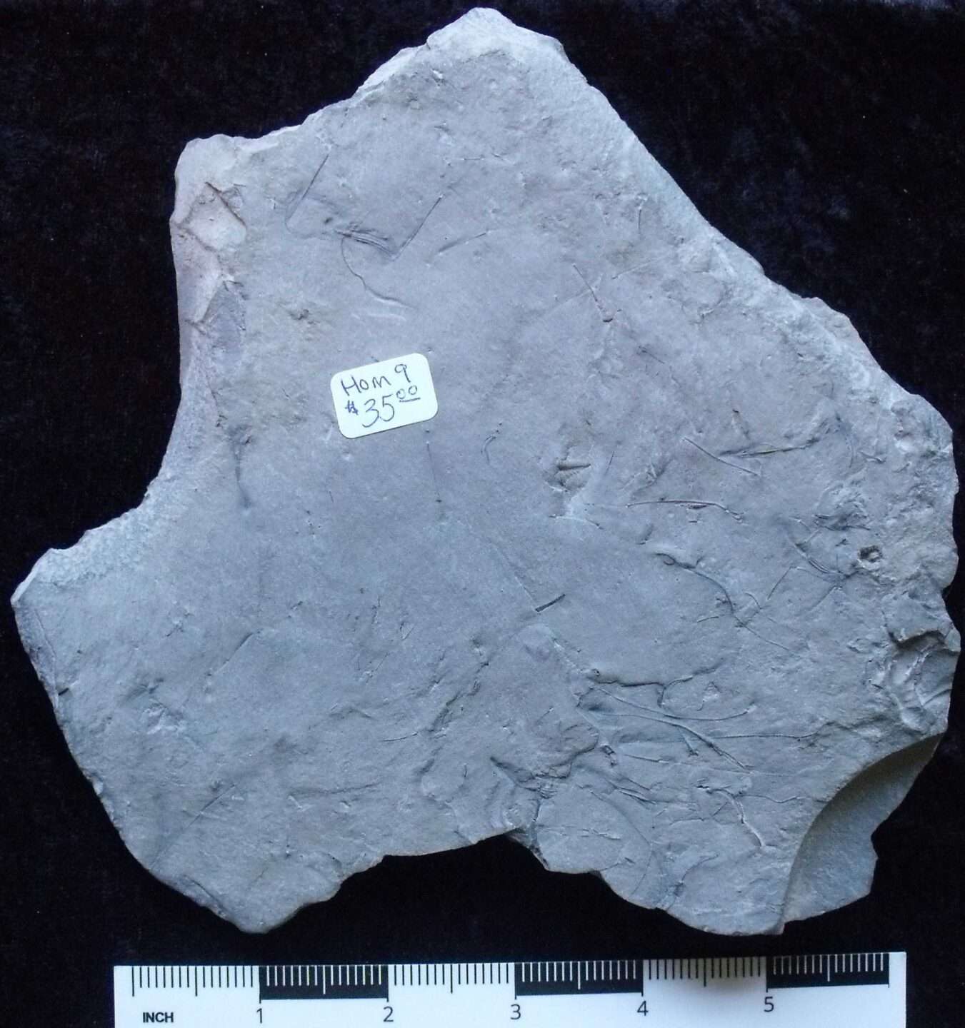 Homocrinus Crinoid Fossil - Image 2