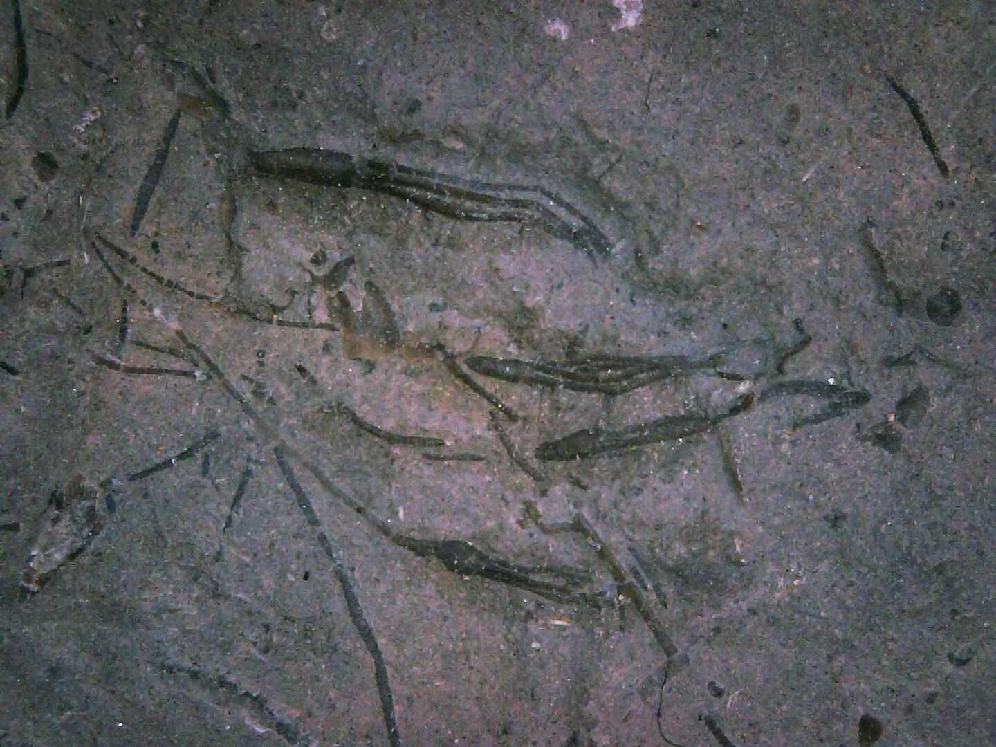 Homocrinus Crinoid Fossil - Image 4