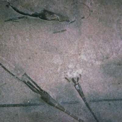 Homocrinus Crinoid Fossil