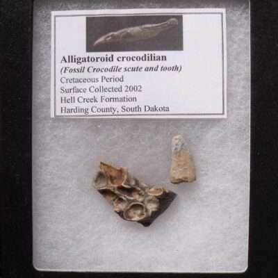 Fossil Alligator Scute & Tooth