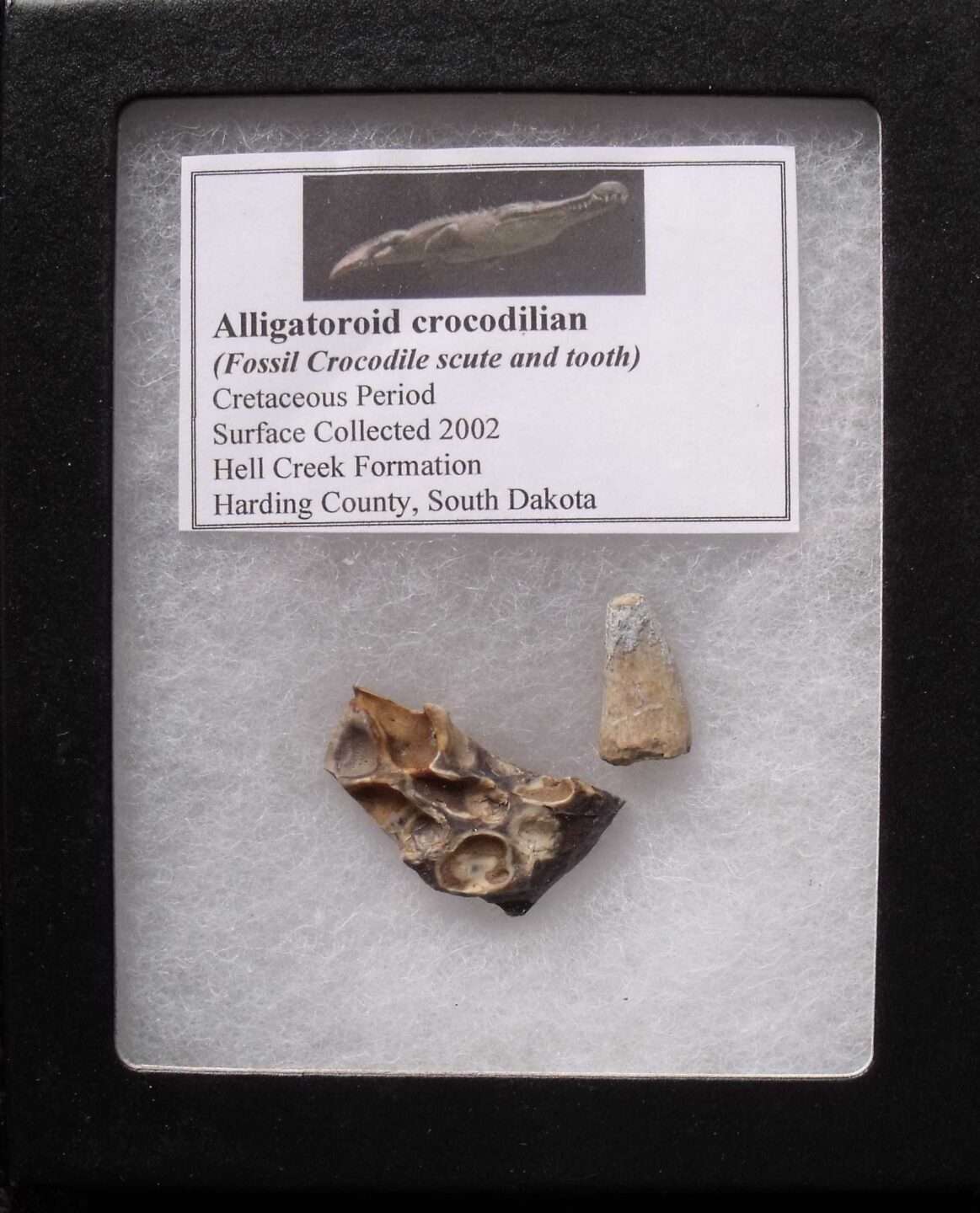 Fossil Alligator Scute & Tooth