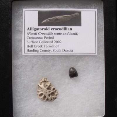 Fossil Alligator Tooth & Scute