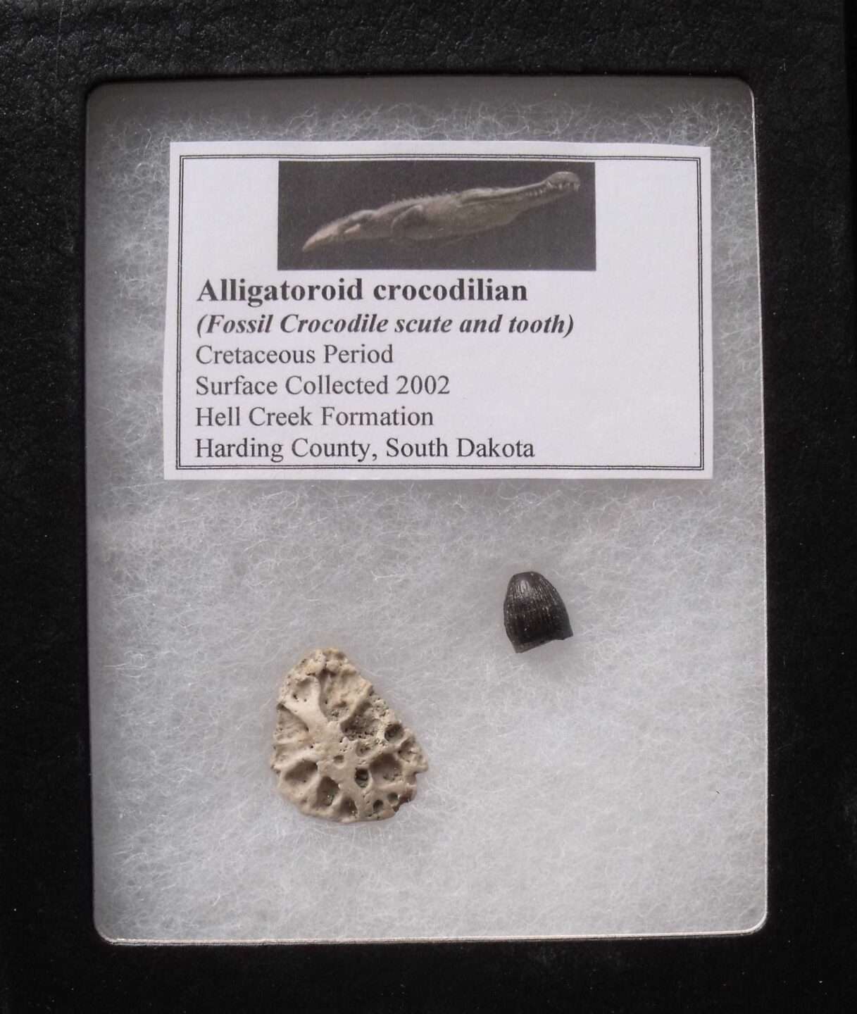 Fossil Alligator Tooth & Scute