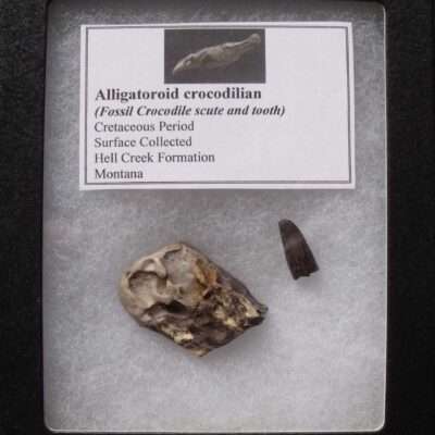 Alligator Fossil Tooth & Scute
