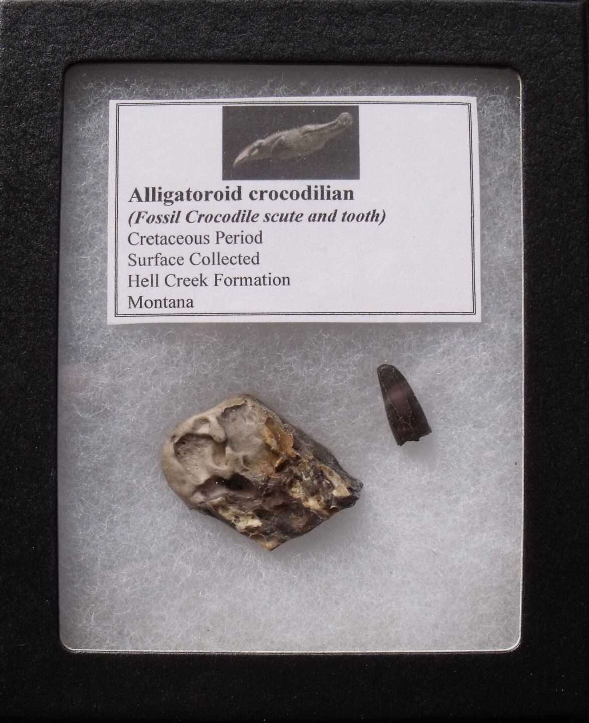 Alligator Fossil Tooth & Scute