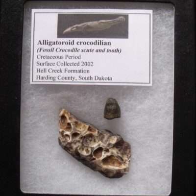 Alligator Fossil Scute & Tooth