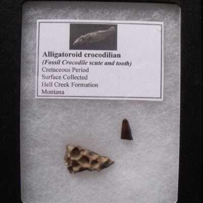 Alligator Tooth & Scute Fossil