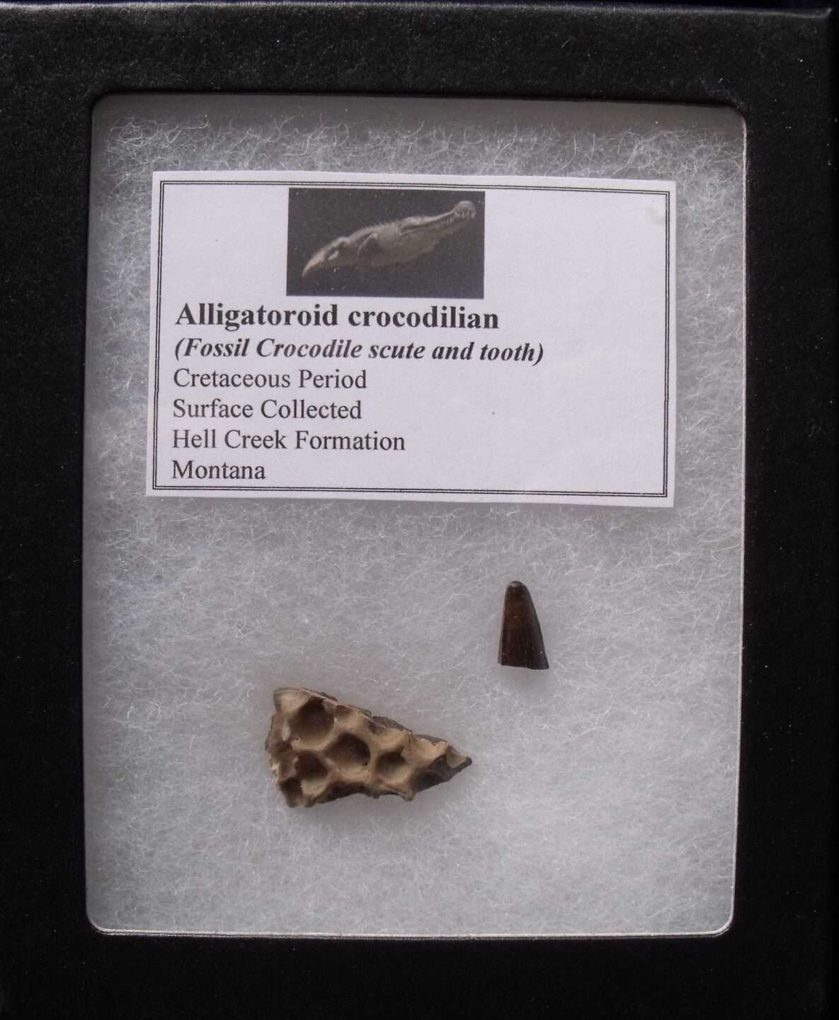 Alligator Tooth & Scute Fossil