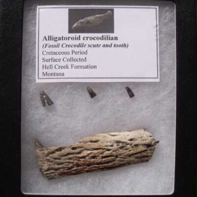 Alligator Scute & Tooth Fossil