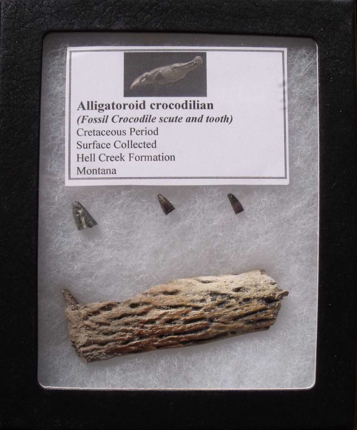 Alligator Scute & Tooth Fossil