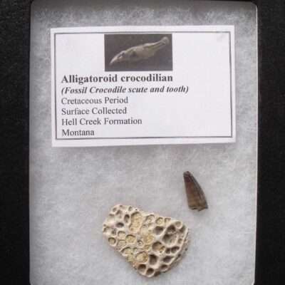 Alligator Tooth and Scute