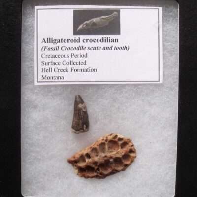 Alligator Scute and Tooth