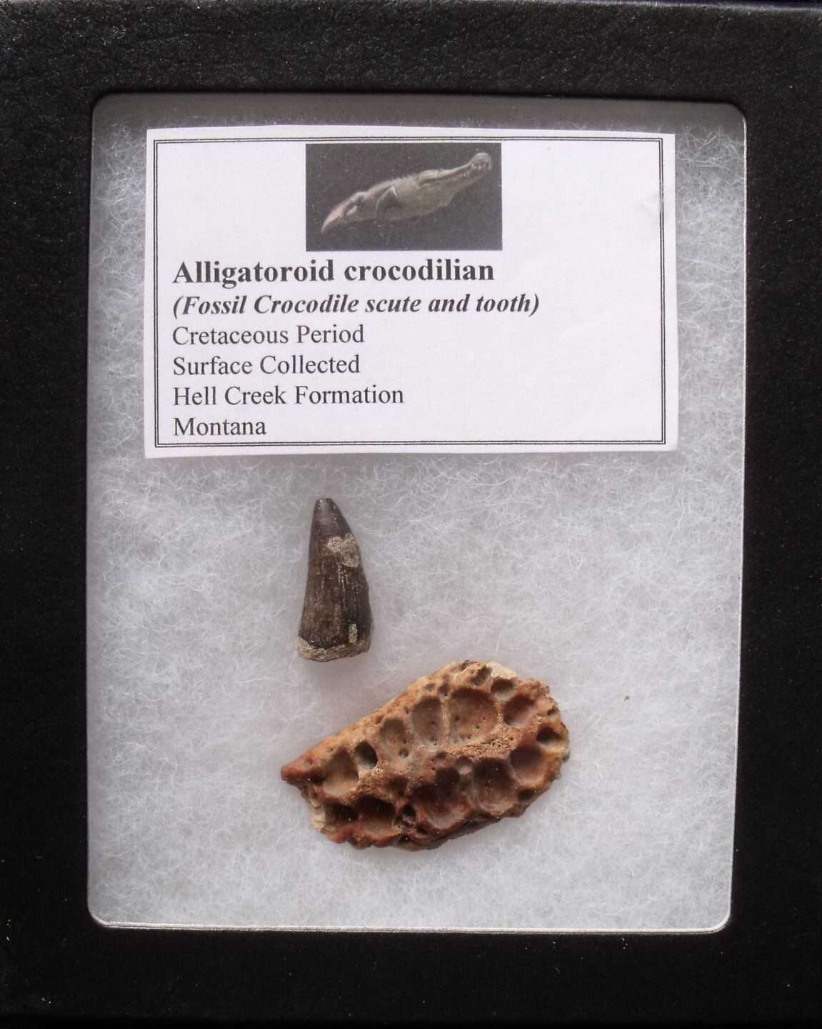 Alligator Scute and Tooth