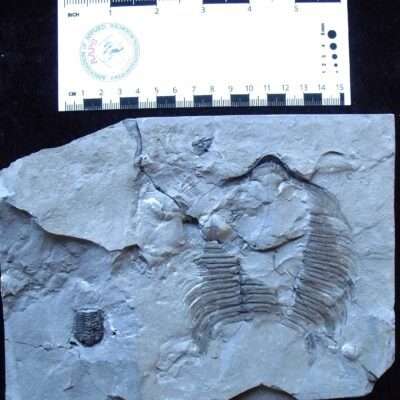 Partial Arctinurus plus bonus