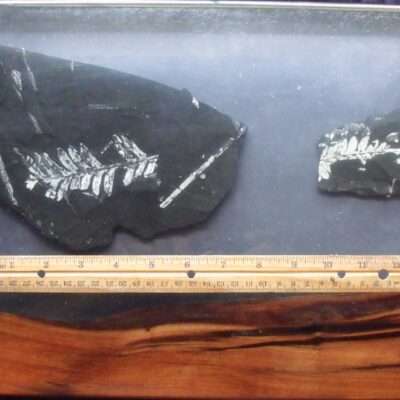 Unique Fossil Charcuterie Board