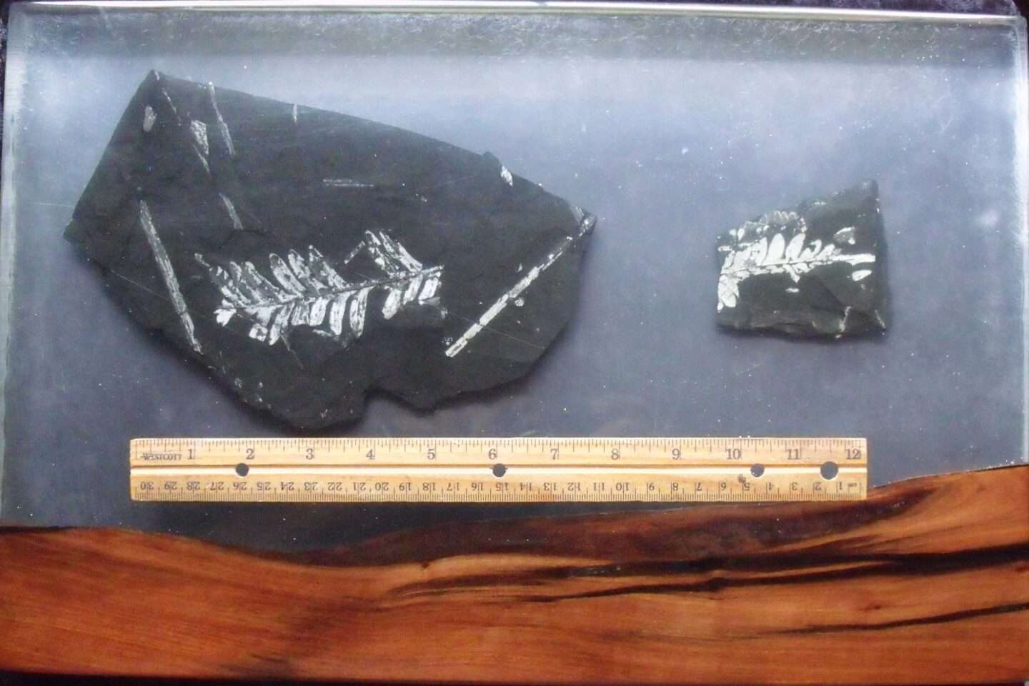 Unique Fossil Charcuterie Board