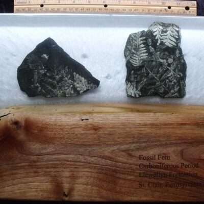 Charcuterie Board Fossil