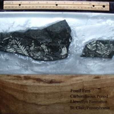 Fossil Charcuterie Board