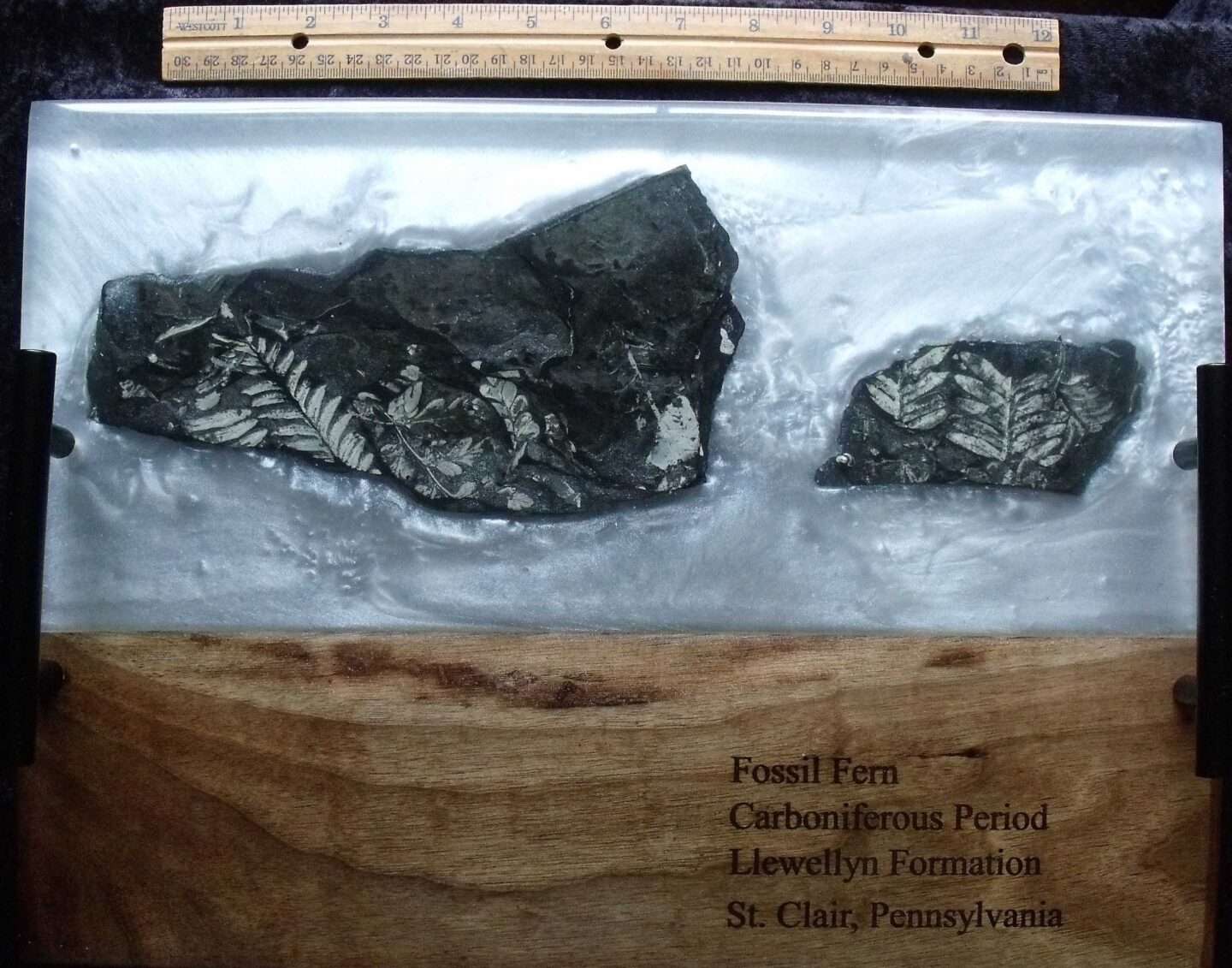 Fossil Charcuterie Board