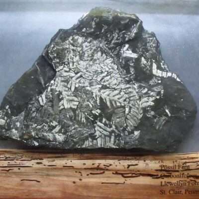 Large Fern Charcuterie Board