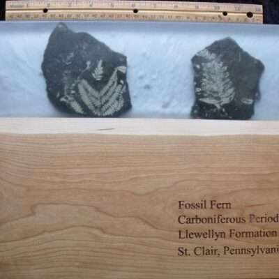 Fossil Fern Charcuterie Board