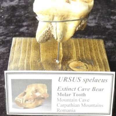 Fossil Cave Bear Molar