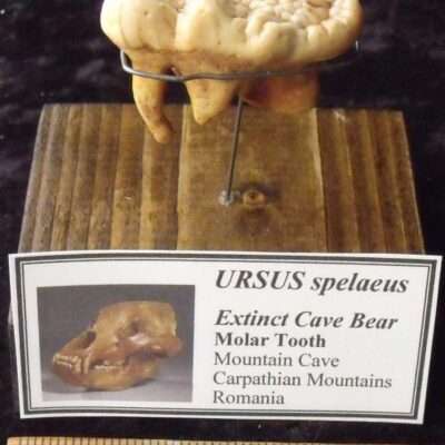 Cave Bear Molar Tooth