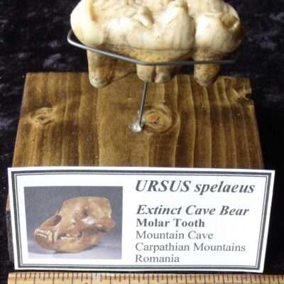 Fossil Cave Bear Tooth