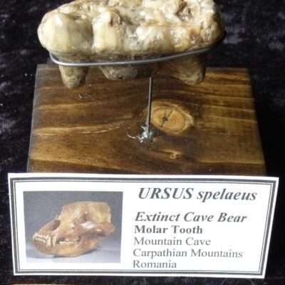 Fossil Molar with Cavity