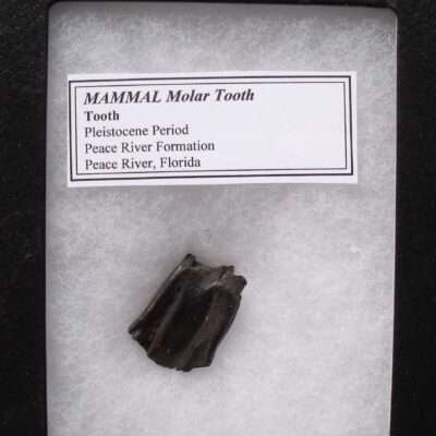 Fossil Florida Camel Tooth